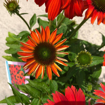 Echinacea Purpurea Lakota Red 5 Litre Pot