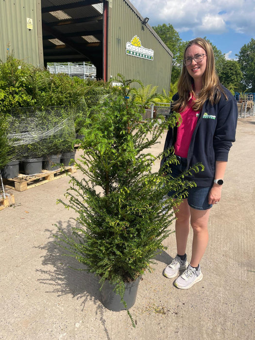 Yew Hedging 110/130cm 12 Litre Pot