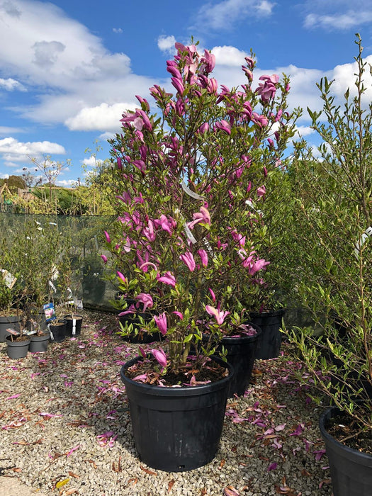 Magnolia Susan 175/200cm Specimen Sized Root Ball