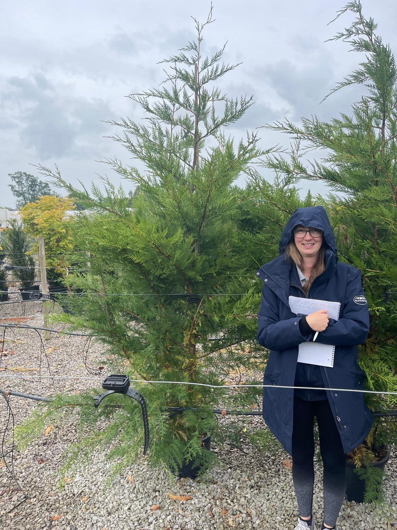 Leylandii Hedging 220/240cm 25 Litre End Of Season Sale
