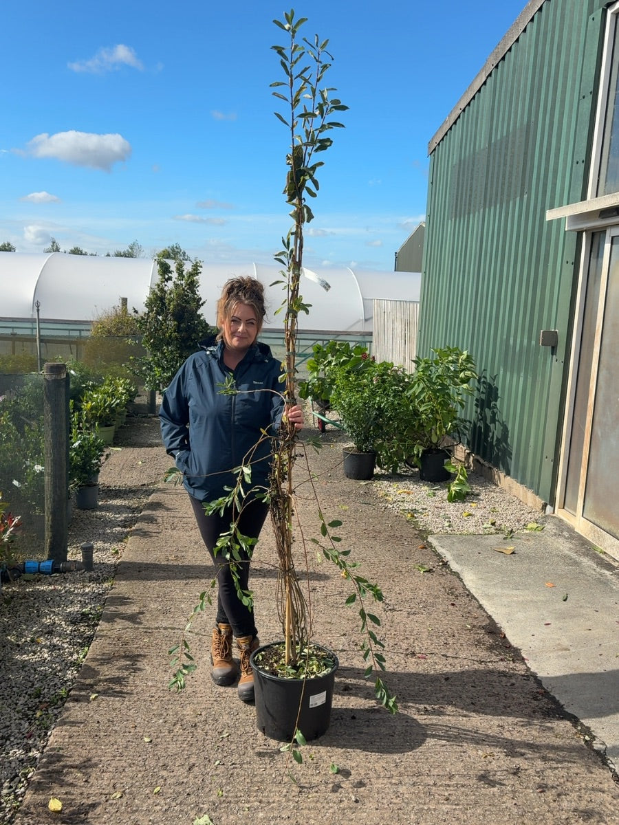 Exochorda The Bride 20 Litre Pot 175/200cm