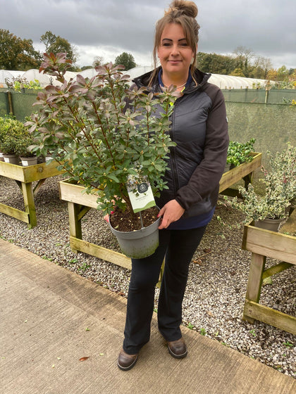 Azalea Knaphill Viscosa 5 Litre Pot