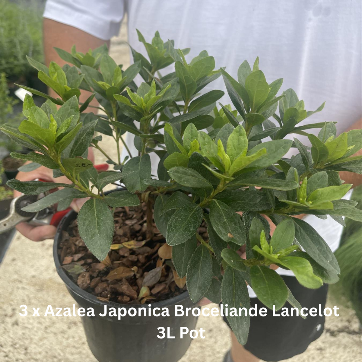 12 x Hardy Shade Loving Shrub Border Pack