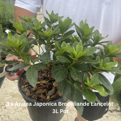 12 x Hardy Shade Loving Shrub Border Pack