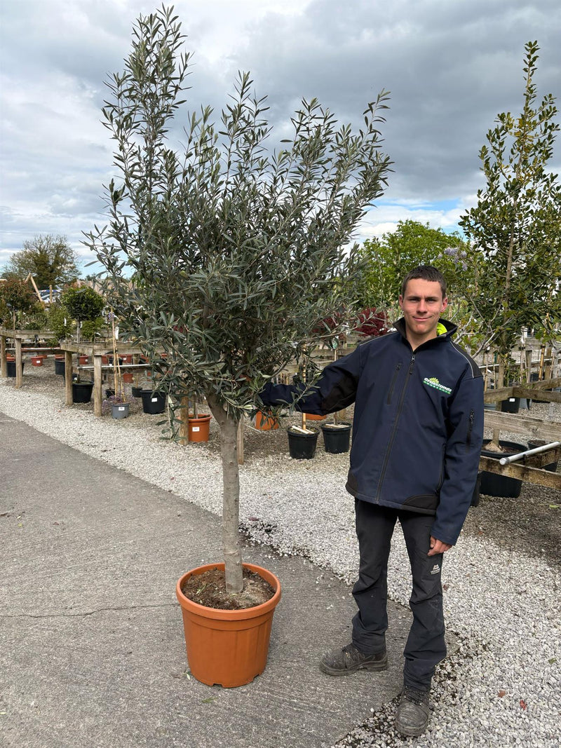 45 litre plant pots Olive Tree Heavy Trunked Half Standard 45 Litre Pot — Grasslands Nursery