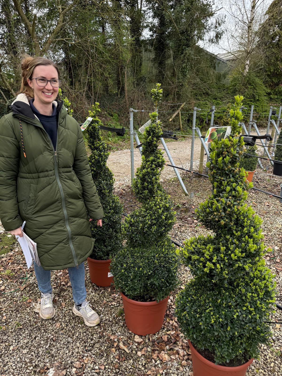 Buxus Spiral 120-140cm
