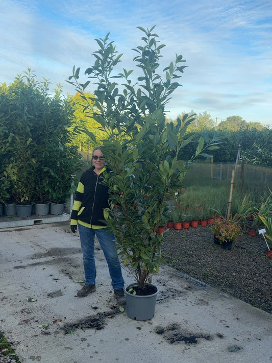 Big Deal Laurel Hedging, Cherry Laurel 180-200cm x 40 Plants