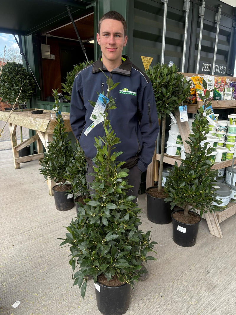 Laurus Nobilis Cone 10 Litre Pot 130 inc. Pot