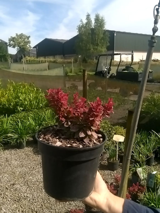 Berberis thunbergii 'Ruby Star' - Japanese Barberry 3 Litre Pot