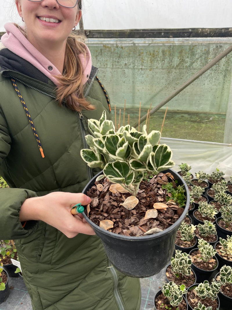 Euonymus Japonicus Kathy 3 Litre Pot