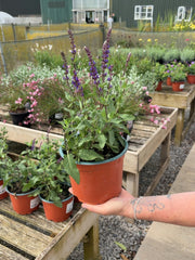 Salvia ner. Caradonna 2 Litre Pot