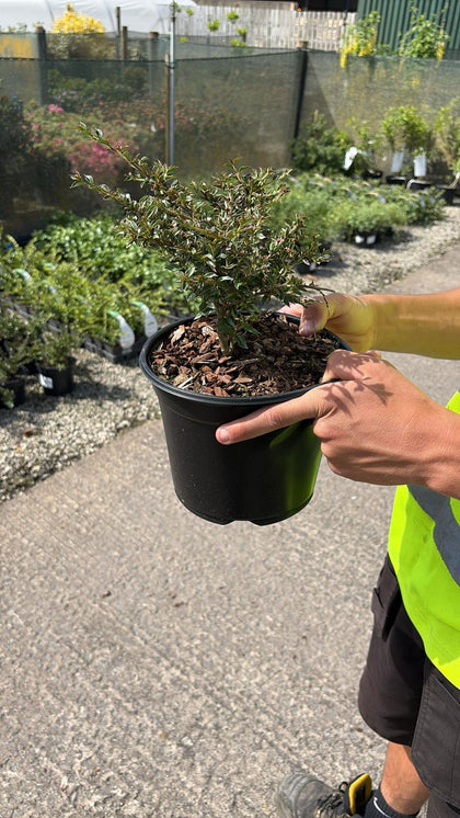 Cotoneaster horizontalis Variegata 3 Litre Pot