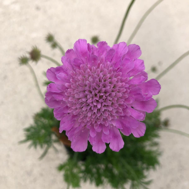 Scabiosa Pink Mist 11cm Pot