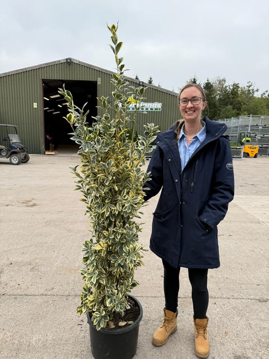Euonymus japonicus Bravo 25 Litre