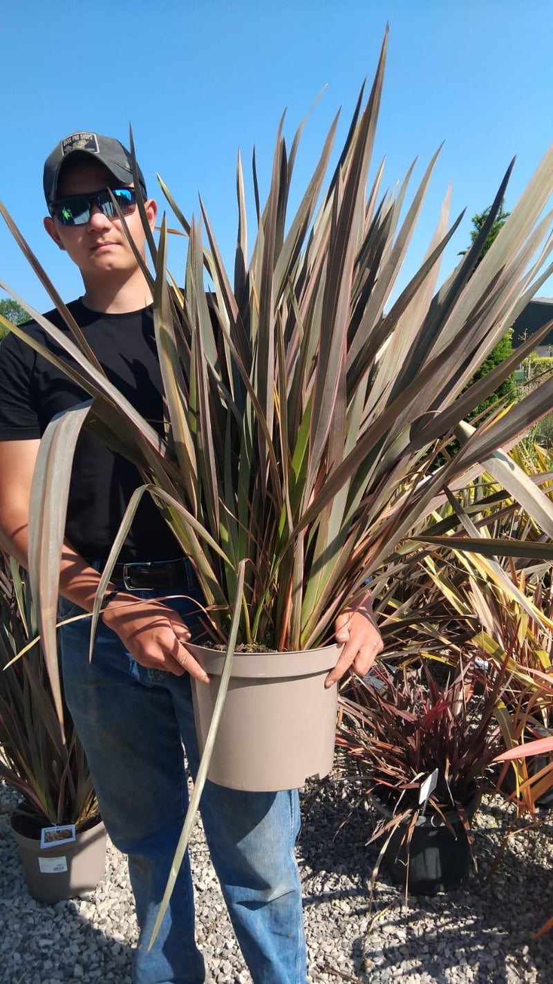 Phormium Rainbow Queen 10 Litre Pot