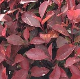 Photinia Little Red Robin Ball 30-40cm 9 Litre Pot