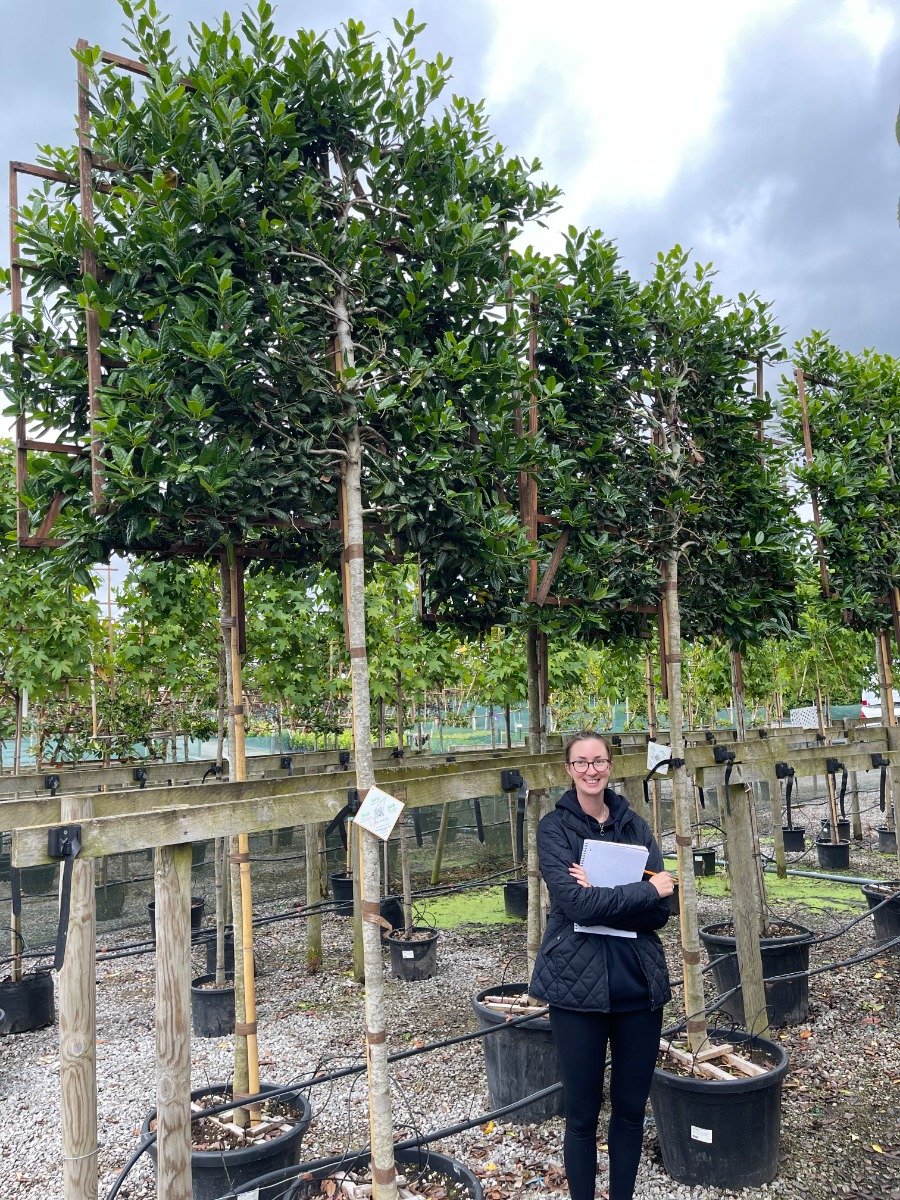 Ilex Nellie Stevens Full Standard Pleached 120x120 Frame