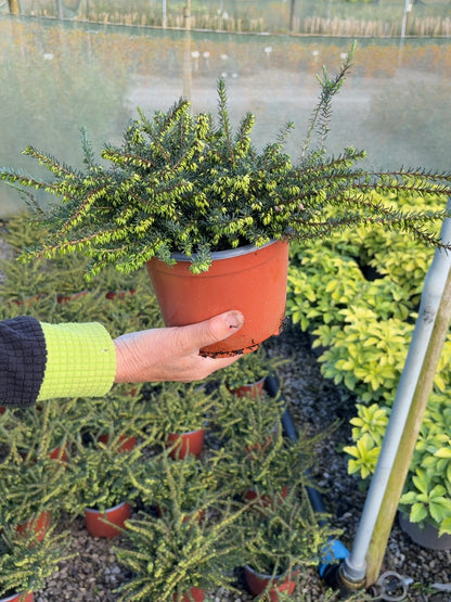 Erica Kramer's Red 2 Litre Pot