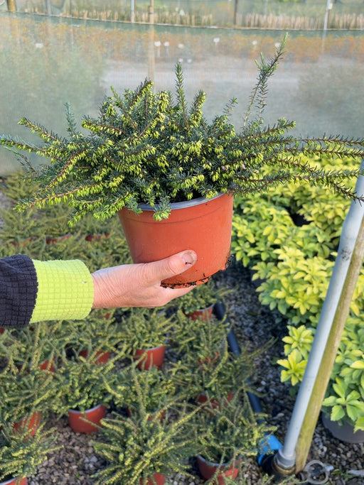 Erica Kramer's Red 2 Litre Pot