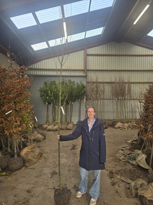 Carpinus Bet Frans Fontaine 8/10cm Girth Root ball
