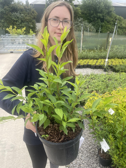 Forsythia Week End 3 Litre Pot