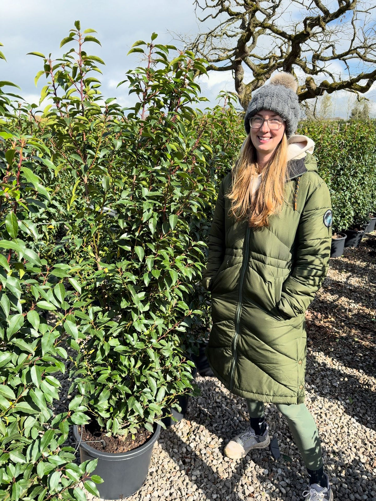 Portuguese Laurel Hedging 140/150cm 20 Litre Pot