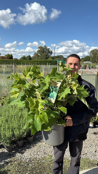 Hydrangea Quercifolia 12 Litre Pot