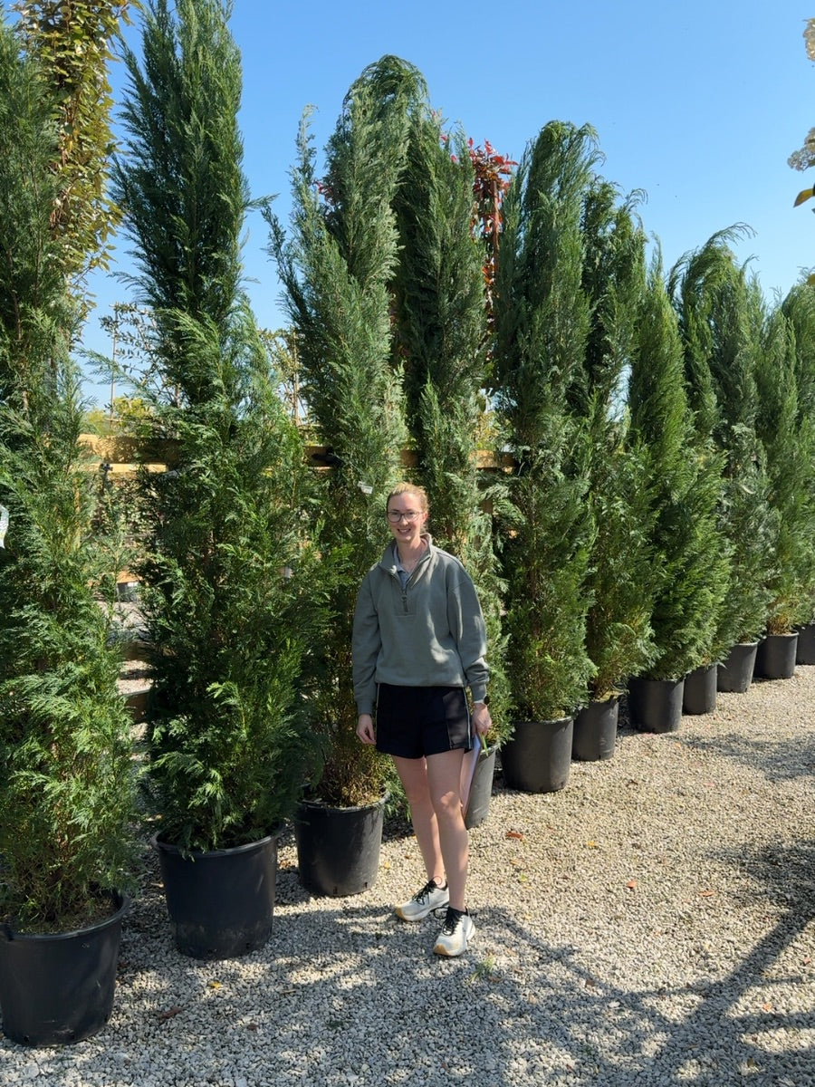 Leylandii Hedging 35 Litre Pot 300/350cm