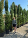 Leylandii Hedging 35 Litre Pot 300/350cm