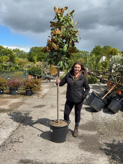 Magnolia Grandiflora Goliath 35 Litre Pot Half Standard