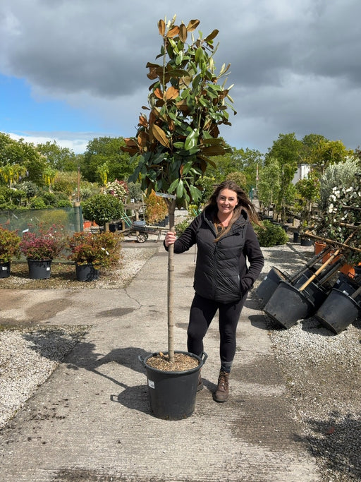 Magnolia Grandiflora Goliath 35 Litre Pot Half Standard
