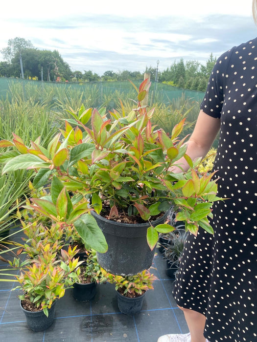 Leucothoe Scarletta 2 Litre Pot