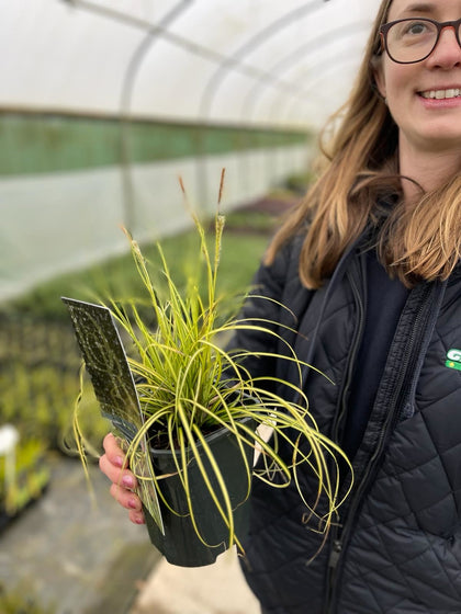 Carex oshimensis Eversheen 2 Litre Pot