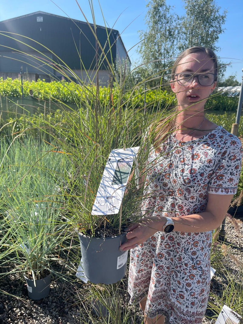 Miscanthus sin Kleine Silberspinne 4.5 Litre Pot