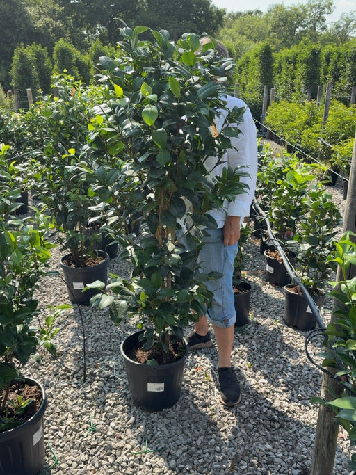 Camellia Japonica Snow Ball 18 Litre Pot