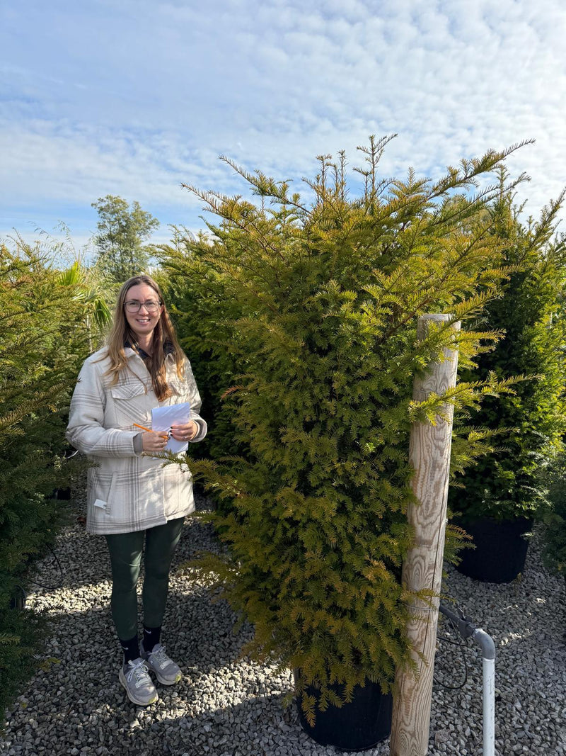 Yew Hedging 170/180cm Extra Wide 55 Litre Pot