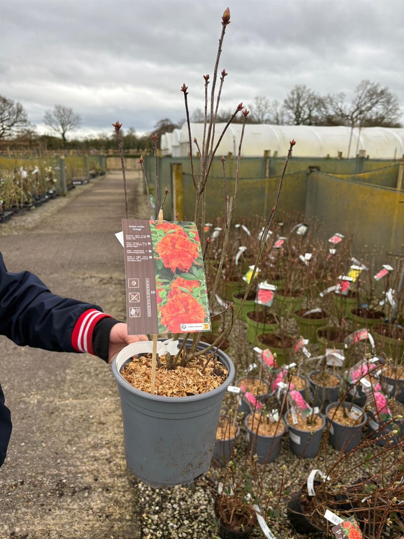Azalea Mollis Gibraltar 4.5 Litre Pot – Grasslands Nursery