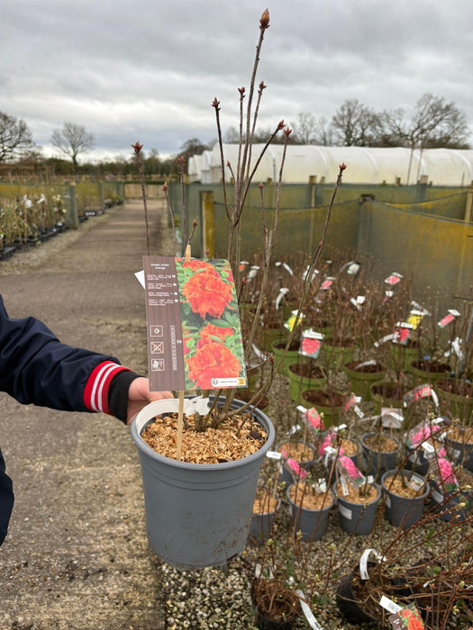 Azalea Mollis Gibraltar 4.5 Litre Pot