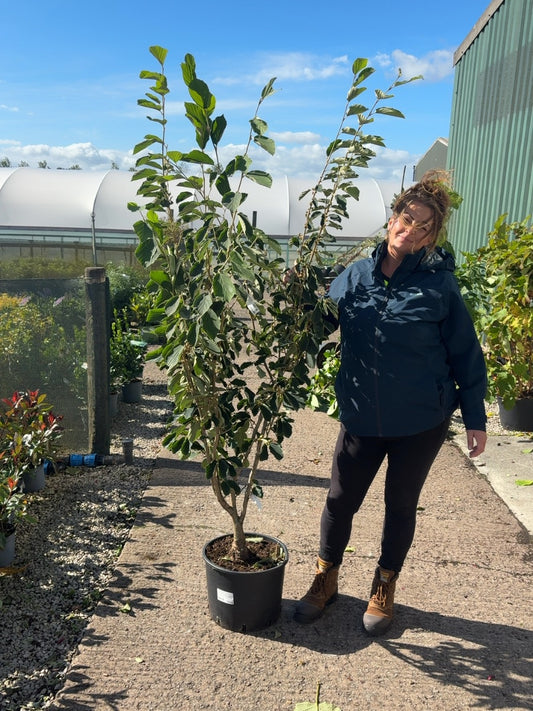 Hamamelis Arnolds Promise 20 Litre Pot 125/150cm Tall