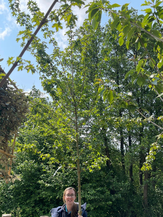 Acer campestre Elsrijk Heavy Std 8-10cm Girth