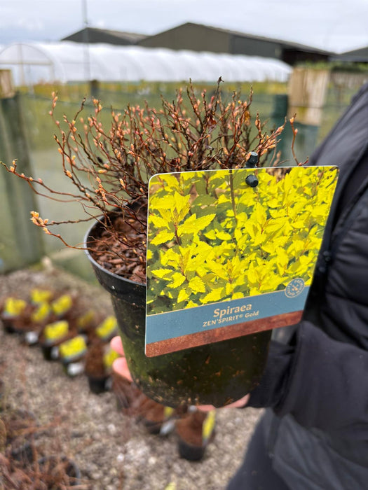 Spiraea Japonica Zenspirit Gold 1.5 Litre Pot