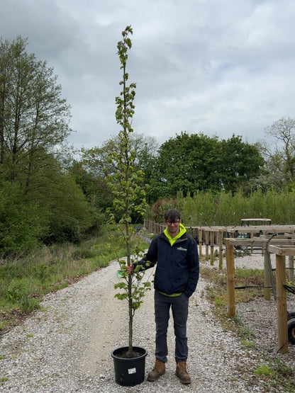 Fagus Syl. Dawyck Feathered 8/10cm Girth Root Ball Delivery November Onwards