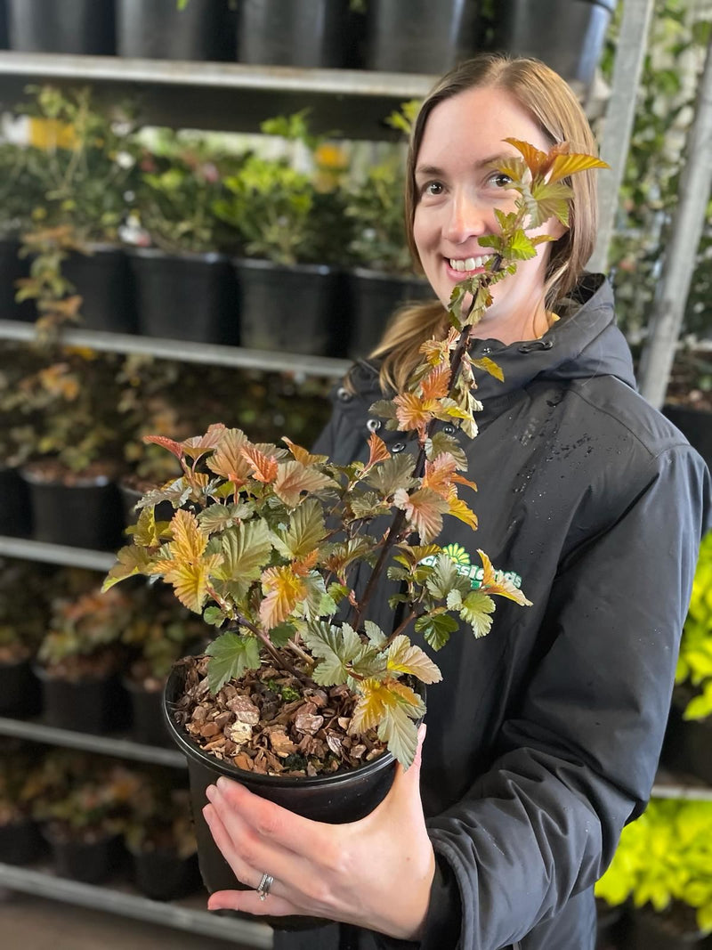 Physocarpus Red Baron 3 Litre Pot