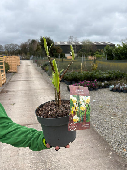 Edgeworthia chrysantha 4 Litre Pot 40/60cm