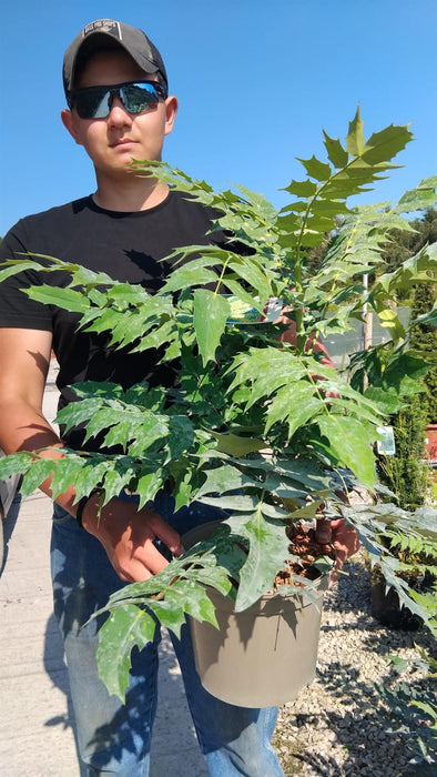 Mahonia media Winter Sun 5 Litre Pot