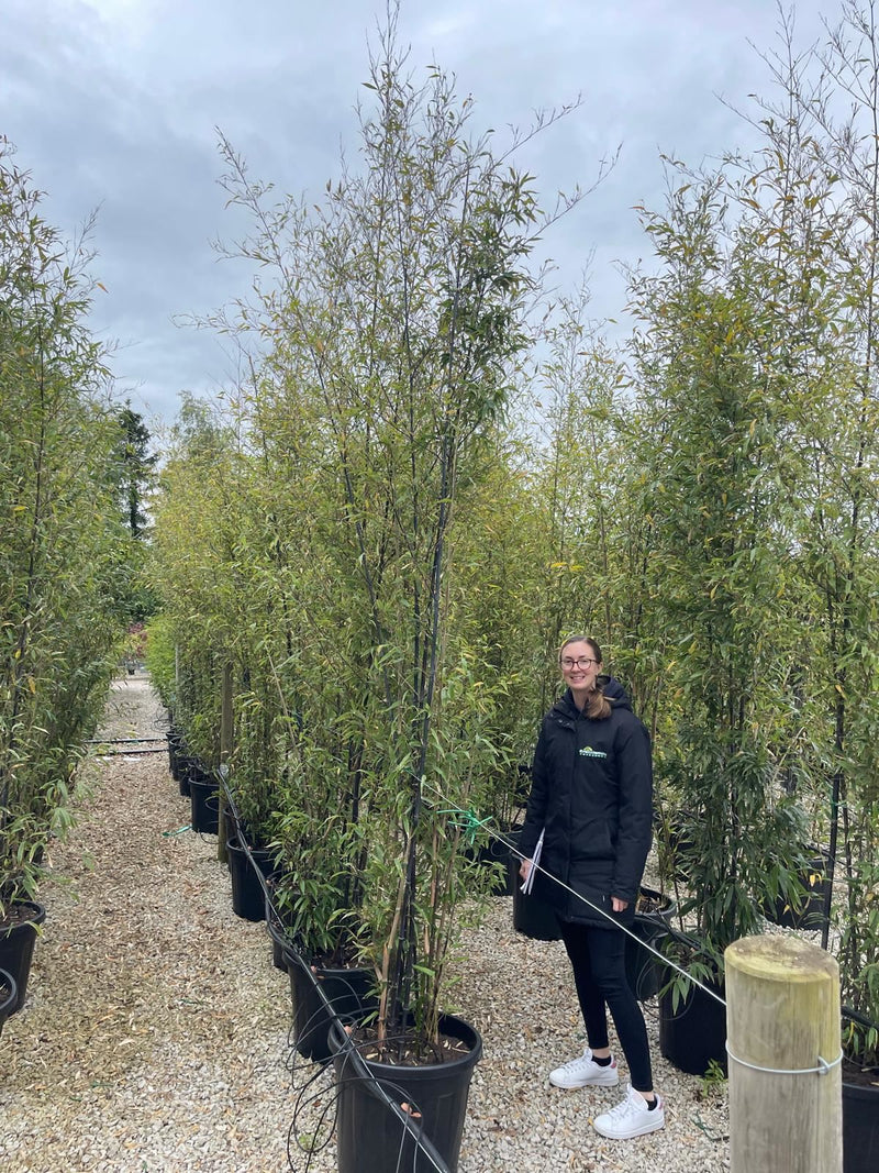 Phyllostachys Nigra Black Bamboo  70 Litre Pot 3 Metres
