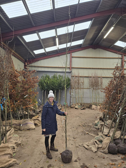 Fagus Syl. Dawyck Feathered 8/10cm Girth Root Bal