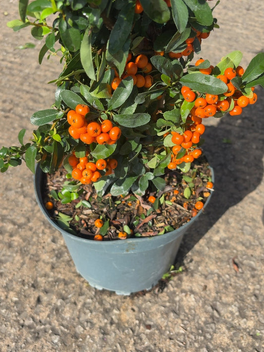 Pyracantha Orange Sapphire 7.5 Litre Pot 125cm
