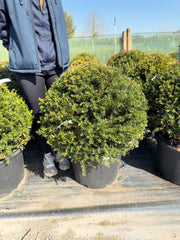Yew Or Taxus Baccata Ball 60/65cm Pre Order/Ready For June
