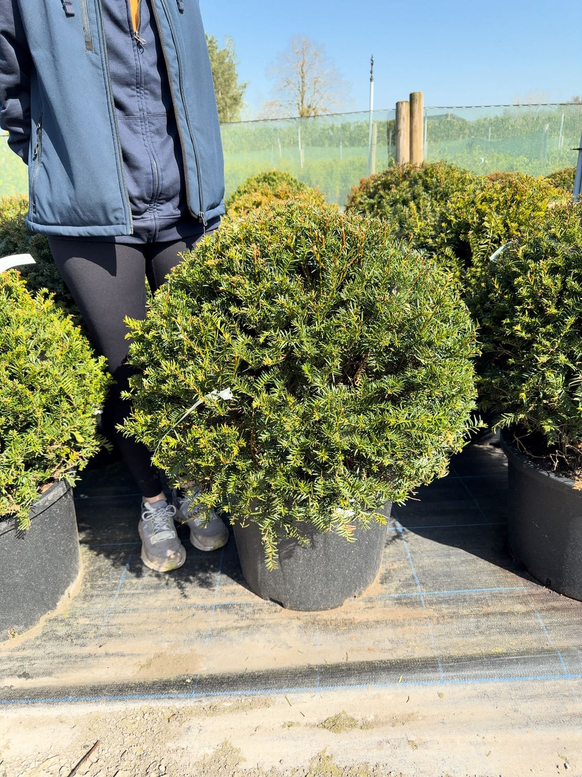 Yew Or Taxus Baccata Ball 60-65cm